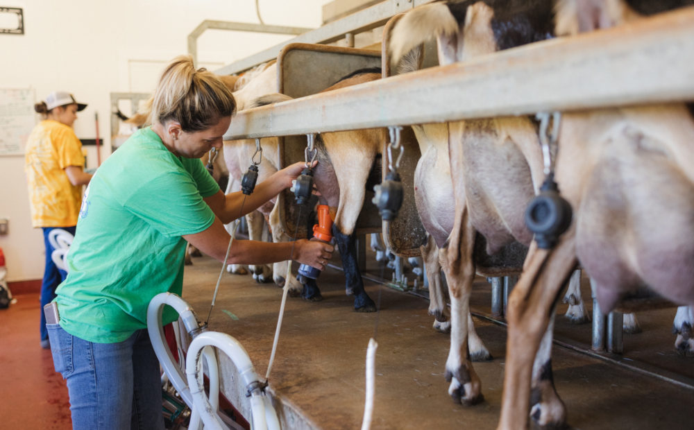Sweet Land Farms Goat Milk