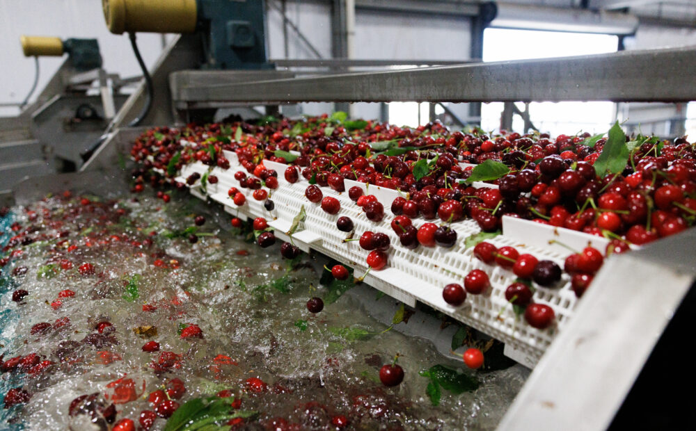 Cherries being washed