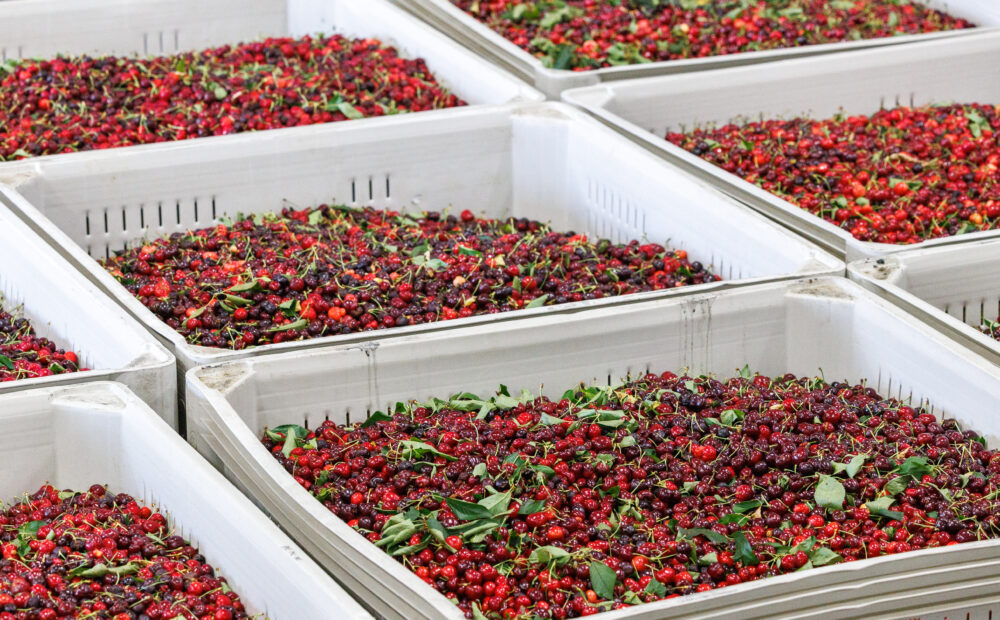 Cherries in bins