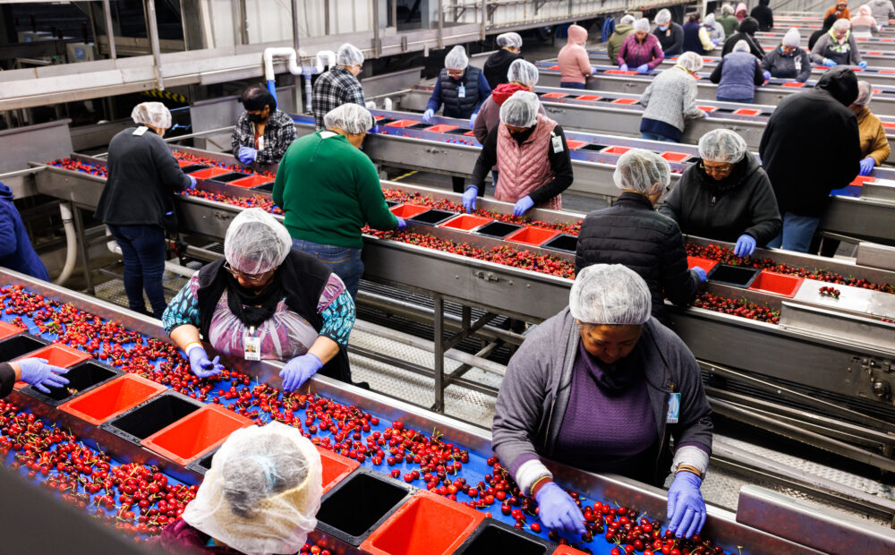 Cherry Sorting