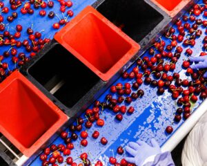 Cherry Sorting