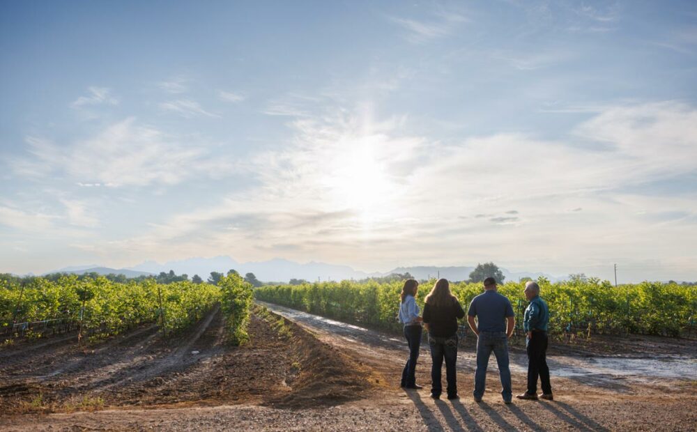 American AgCredit representatives and customers standing next to a grove of pecan trees