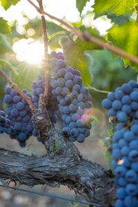 Grapes with sun shining