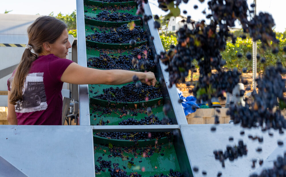 Sorting Grapes