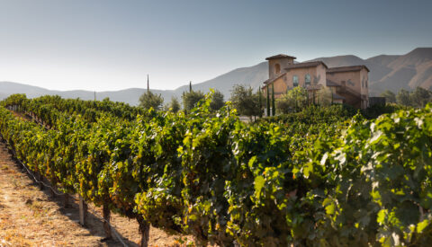 Vineyard with vines and mountains in background