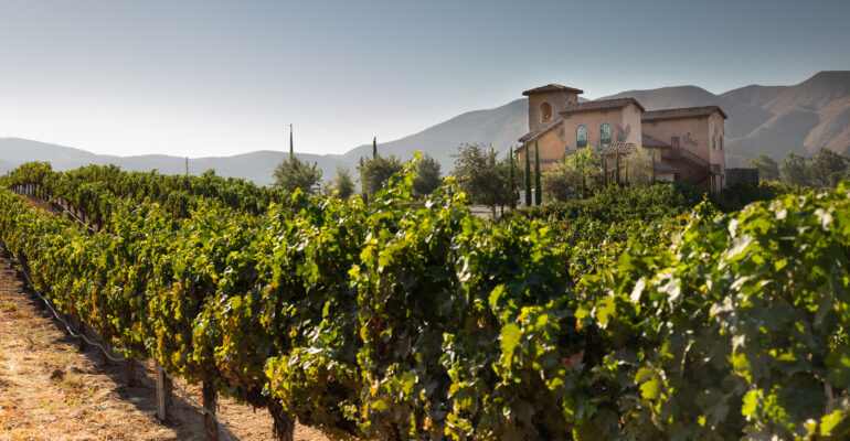 Vineyard with vines and mountains in background
