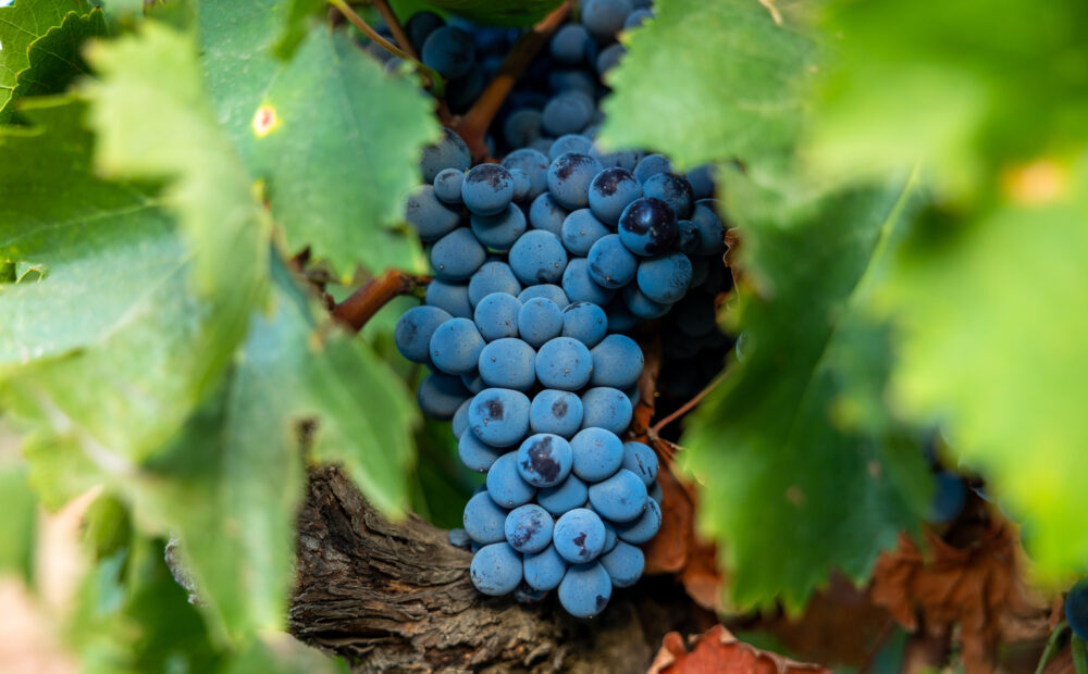 Grapes on vine