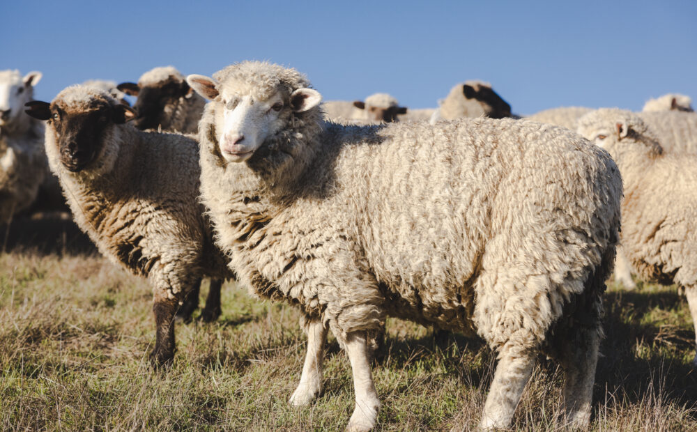 Sheep with flock