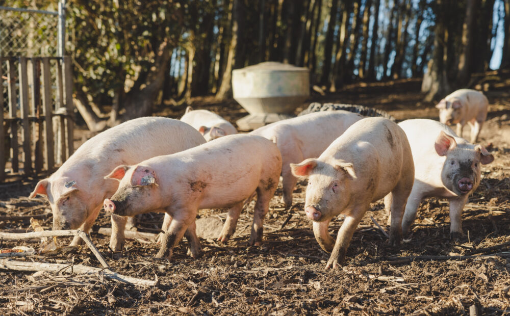 Pigs in pen