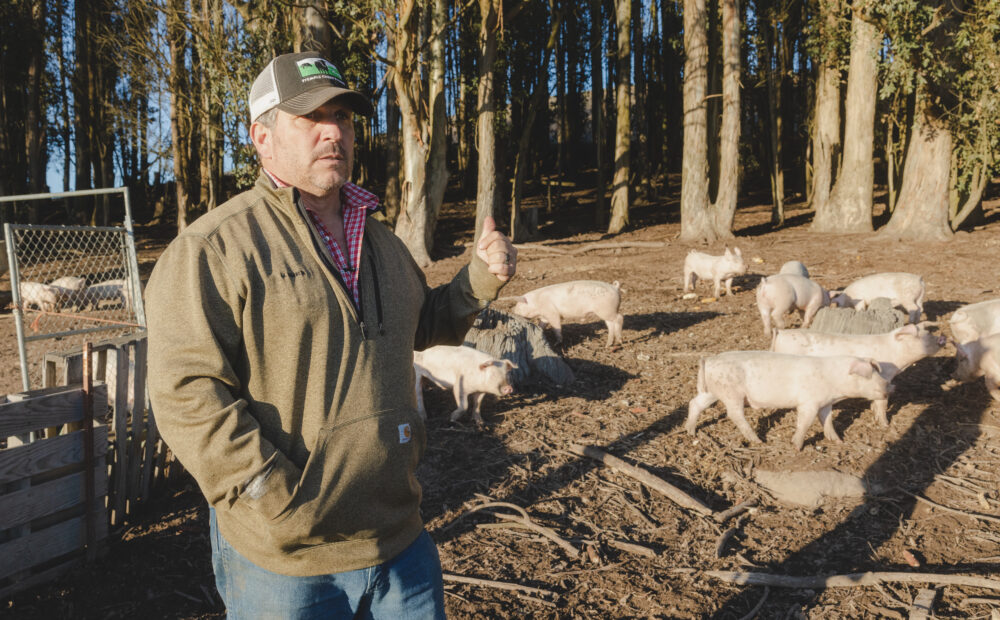 Rancher with pigs