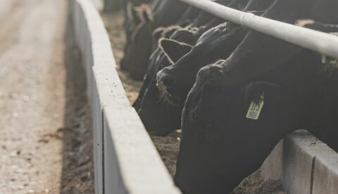 Beef cows eat at feedyard