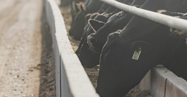 Beef cows eat at feedyard