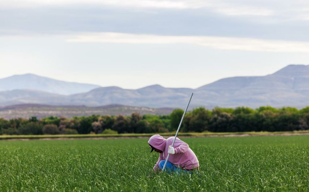 Worker checking an onion in the field