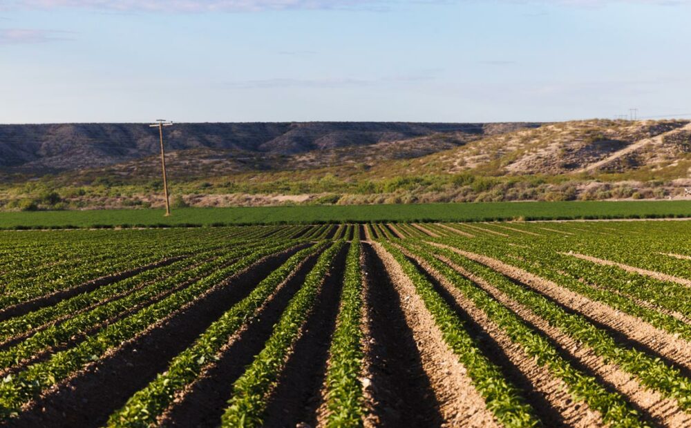 New Mexico crop field