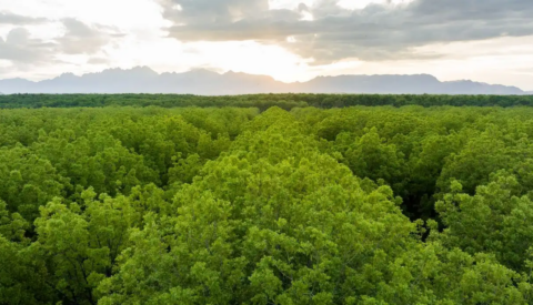 Canopy of pecan tree grove