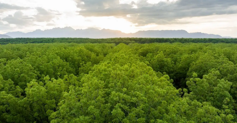 Canopy of pecan tree grove