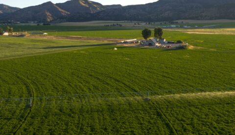 Alfalfa covered by Pasture, Rangeland, Forage (PRF) insurance