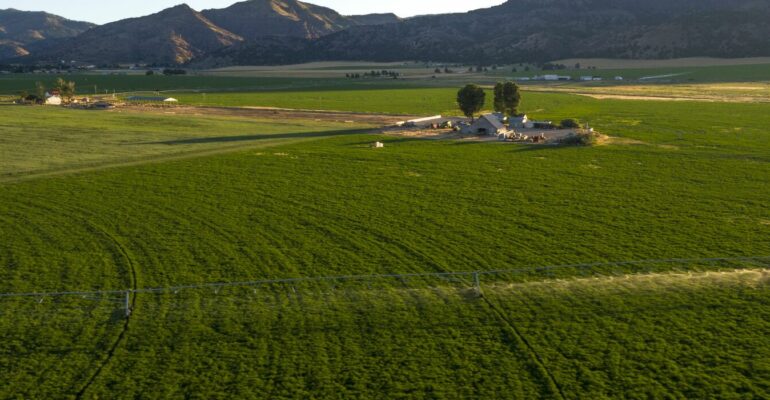 Alfalfa covered by Pasture, Rangeland, Forage (PRF) insurance