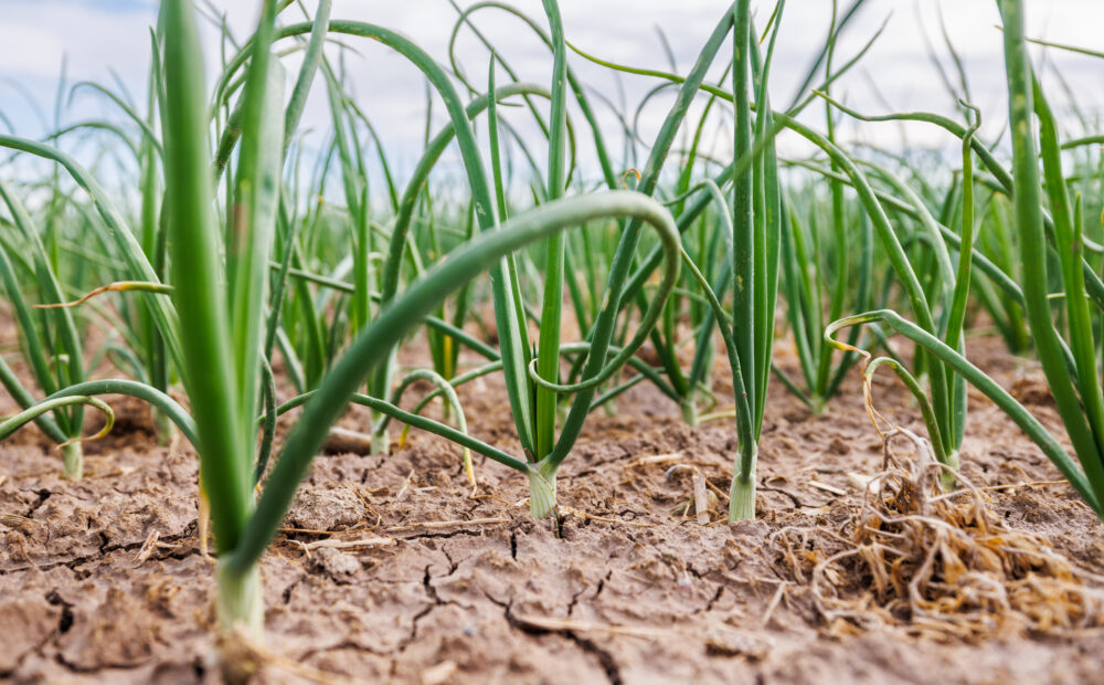 Gillis Farms Onions Growing