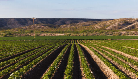 Hatch Chile Farm