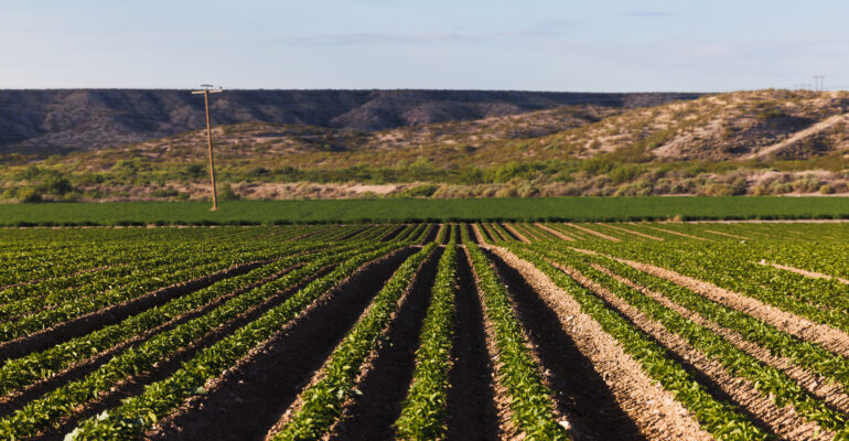 Hatch Chile Farm