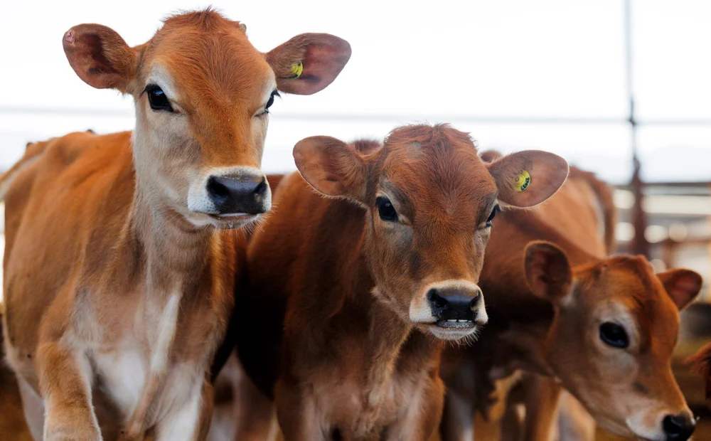 Baby Jersey calves