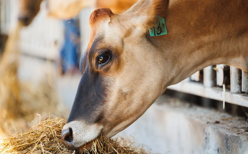Cow eating hay at feed bunk