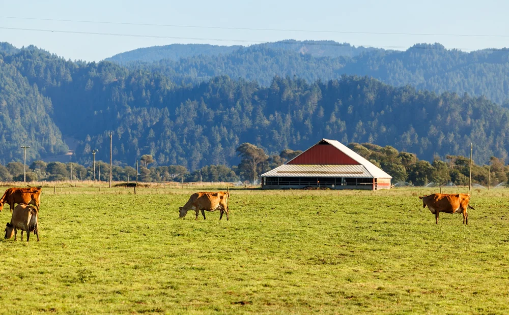 Cows grazing on pasture in front of red barn