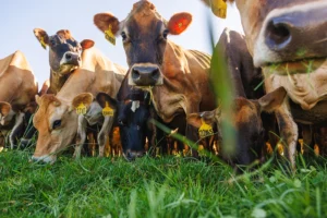 Cows grazing on pasture at Cahill Dairy