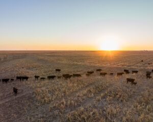 Wagyu cattle on pasture