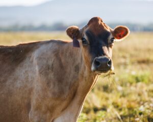Jersey cows at Foggy Bottoms Boys