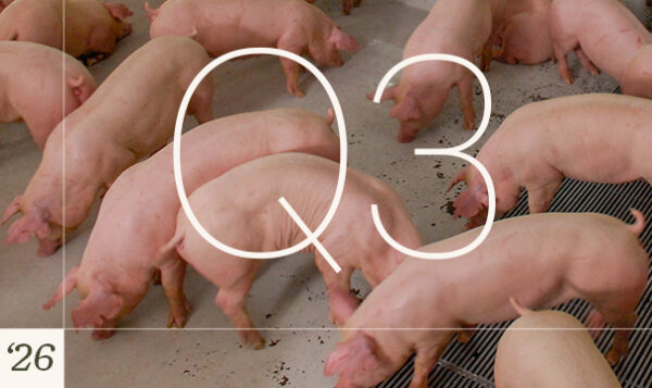 Q3 2026 swine 1
