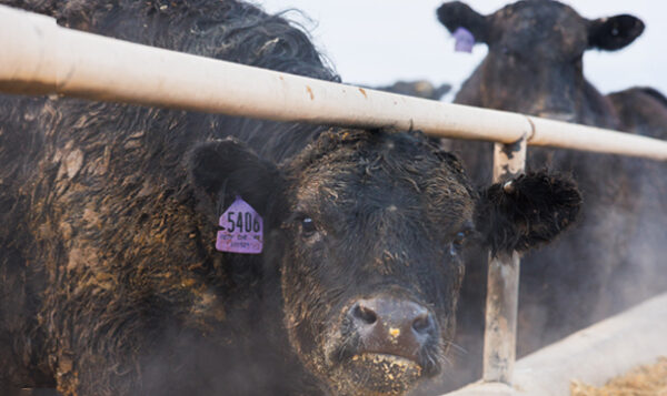 012726 five rivers cattle 1