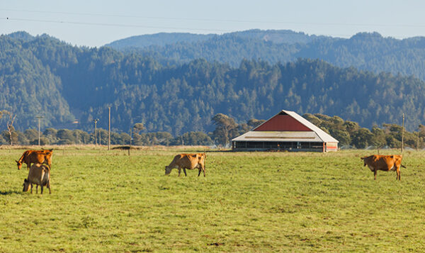 2024 08 20 cahill dairy 1058 604x359